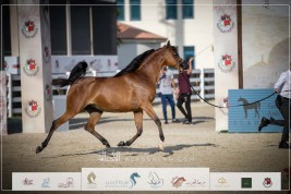 بطولة أبوظبي الدولية “تايتل شو” في فبراير 2024