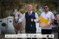 ذهبية وبرونزية لمربط سمجد في بطولة فيتشي الدولية لعروض الخيل العربية 2023