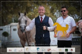 ذهبية وبرونزية لمربط سمجد في بطولة فيتشي الدولية لعروض الخيل العربية 2023