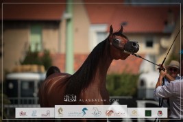 النتائج النهائية بالصور لبطولة فيتشي لعروض الخيل العربية 2023