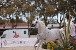 “دي عفاف” تواصل تألقها وتهدي مربط دبي ذهبية الأفراس في بطولة فيتشي – السلالة المصرية