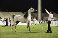 صور متفرقة من اليوم الختامي لبطولة الأحساء الوطنية الرابعة لجمال الخيل العربية الأصيلة