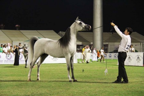 صور متفرقة من اليوم الختامي لبطولة الأحساء الوطنية الرابعة لجمال الخيل العربية الأصيلة