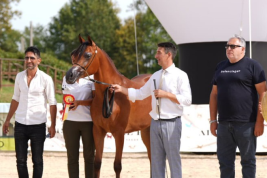 مربط دبي ينال ذهبيتان في بطولتي بيرغامو لعروض الخيل العربية