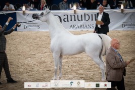 بطولة كأس كل الأمم للخيل العربية – آخن 2023 تنطلق غداً السبت – جدول البطولة