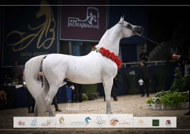 النتائج النهائية وصور بطولة كأس كل الأمم للخيل العربية 2023 