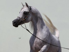 «الشقب» يشارك في بطولة السلالة المصرية بأميركا