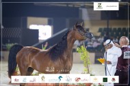 صور مقتطفة لليوم الثالث من بطولة الانتاج المحلي ٢٠٢٣ للخيل العربية