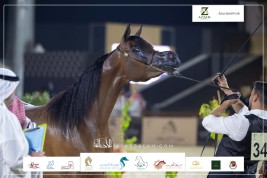 نتائج اليوم الثالث لبطولة الإنتاج المحلي (12) لعروض الخيل العربية 2023 