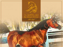 قائمة الخيل المعروضة في مزاد مربط المجد الأول للخيل العربية