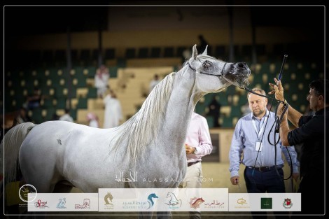 نتائج اليوم الرابع لبطولة الإنتاج المحلي (12) لعروض الخيل العربية 2023
