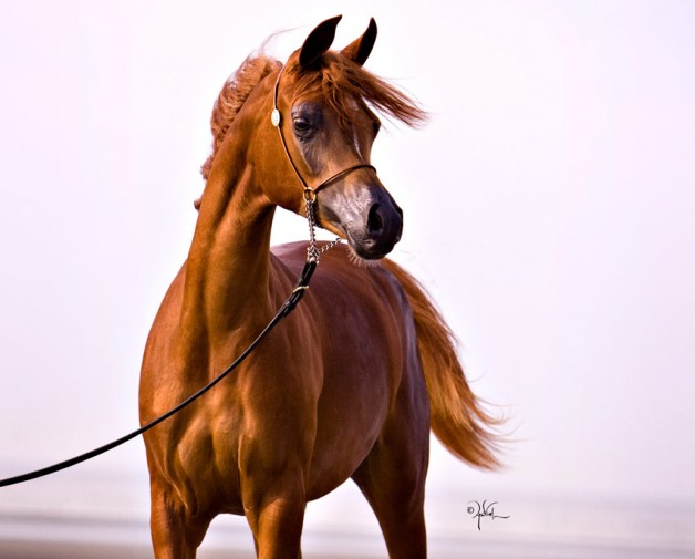 «مربط عذبة» يواصل انتصاراته في المشاركات الأوربية