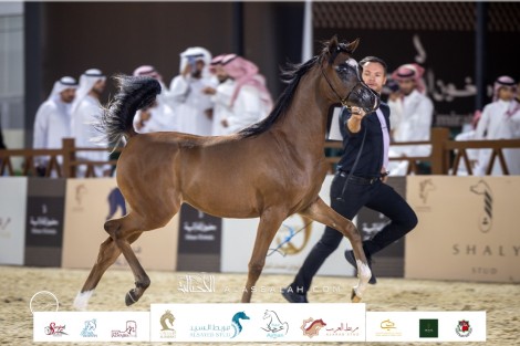 صور مقتطفة لليوم الختامي من بطولة الانتاج المحلي ٢٠٢٣ للخيل العربية