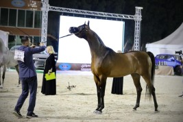 خيول نسما تسجل ”أعلى درجة في البطولة“ في ثلاث بطولات من أصل خمس شاركت فيها مؤخراً..!