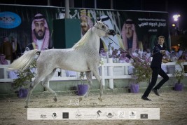 بدء التسجيل في بطولة مكة المكرمة الدولية لعروض الخيل العربية الأصيلة 2023