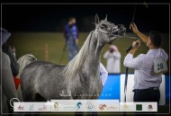 صور مقتطفة لليوم الأول من بطولة العالم للخيل العربية السلالة المصرية 2023