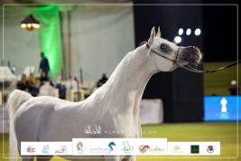 صور مقتطفة لليوم الثاني من بطولة العالم للخيل العربية السلالة المصرية 2023