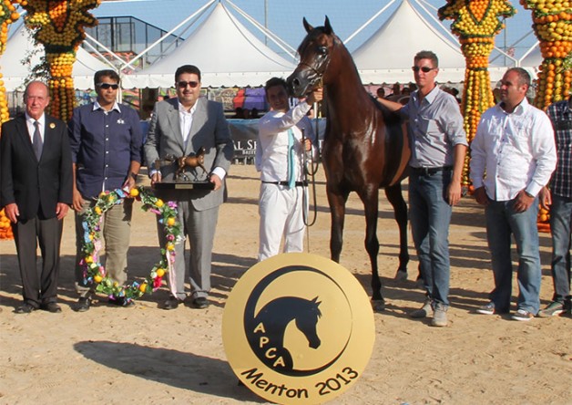 ذهب الذكور في منتون حصرياً للمرابط السعودية .. «الخالدية» بانديروس و«عذبة» اليهاندرو  و«المحمدية» برشا