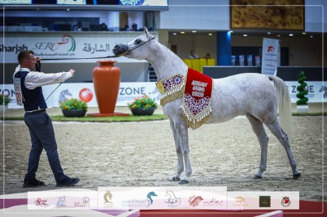بالصور النتائج النهائية لمهرجان الشارقة 2023 للجواد العربي – السلالة المصرية
