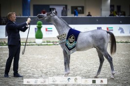 مهرجان الشارقة للجواد العربي ٢٠٢٣ – الإنتاج المحلي ينطلق مساء الخميس