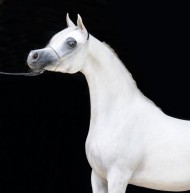 مربط «الزبير» يحقق بطولة الافراس في منتون و «عجمان» يحصل على لقب أفضل مربّ ومالك للخيول