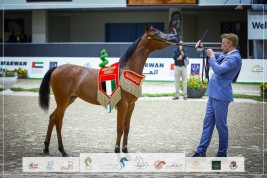 النتائج النهائية بالصور لمهرجان الشارقة للجواد العربي – الإنتاج المحلي 2023