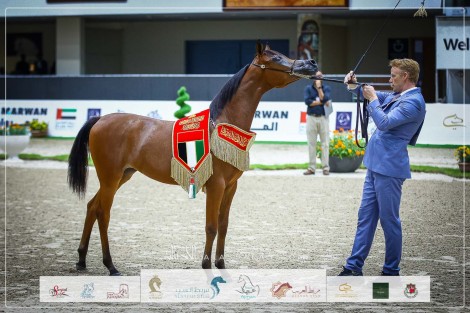النتائج النهائية بالصور لمهرجان الشارقة للجواد العربي – الإنتاج المحلي 2023