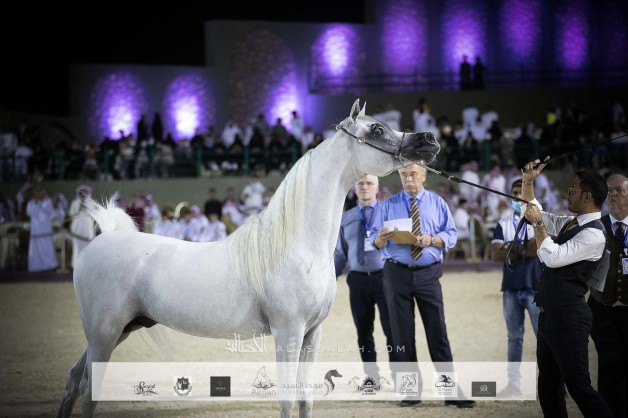 بطولة مكة المكرمة الدولية لعروض الخيل العربية 2023  تنطلق غداً الخميس