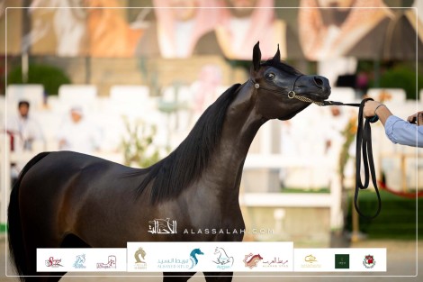 صور مقتطفة من اليوم الأول لبطولة مكة المكرمة الدولية 2023 لعروض الخيل العربية