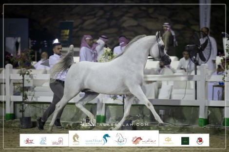 صور مقتطفة من اليوم الثاني لبطولة مكة المكرمة الدولية 2023 لعروض الخيل العربية