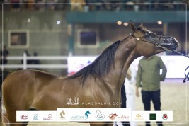 نتائج اليوم الثاني لبطولة مكة المكرمة الدولية لعروض الخيل العربية 2023 