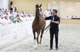 مزاد مربط دبي يحقق نجاحا مميزاً و دي شهار يسجل أعلى قيمة في العالم بشبوة تجاوزت 100 ألف دولار