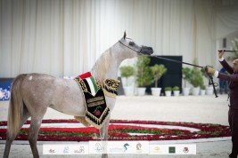 بطولة الإمارات الوطنية للخيول العربية تنطلق مساء اليوم الثلاثاء