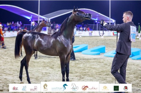 النتائج النهائية وصور مهرجان الشارقة كلباء الخامس للجواد العربي 2023