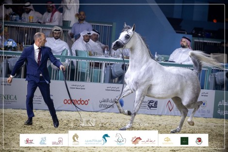 صور مقتطفة من اليوم الأول والثاني من بطولة العالم الدوحة 2023 للخيل العربيةالأصيلة