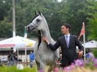 صور متفرقة من بطولة ستروهن الدولية ٢٠١٣ لجمال الخيل العربية الأصيلة