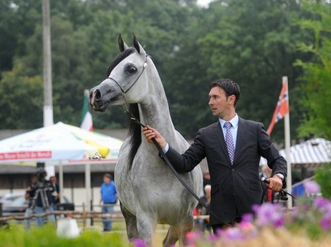 صور متفرقة من بطولة ستروهن الدولية ٢٠١٣ لجمال الخيل العربية الأصيلة