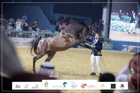 صور مقتطفة من اليوم الختامي من بطولة العالم الدوحة 2023 للخيل العربية الأصيلة