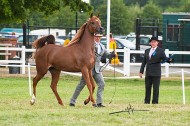 Britain’s Gold Medal Goes to Al-Muawd Stud and Al-Inaya Stud Grabs Mare Silver Medal