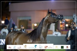 صور مقتطفة من اليوم الأول لبطولة مركز الملك عبدالعزيز للخيل العربية الأصيلة 2023