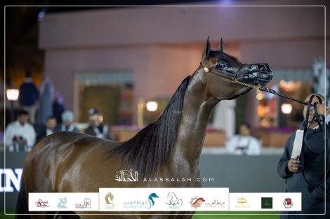 صور مقتطفة من اليوم الأول لبطولة مركز الملك عبدالعزيز للخيل العربية الأصيلة 2023