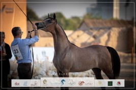 صور مقتطفة من اليوم الأول لبطولة الفجيرة الدولية 2023 للخيل العربية