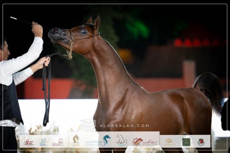 صور مقتطفة من اليوم الثاني لبطولة الفجيرة الدولية 2023 للخيل العربية