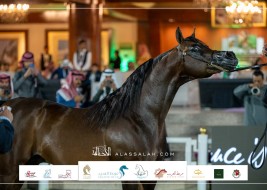 صور مقتطفة من اليوم الثالث لبطولة مركز الملك عبدالعزيز للخيل العربية الأصيلة 2023