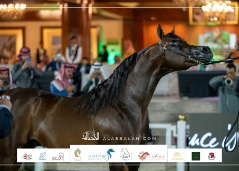 صور مقتطفة من اليوم الثالث لبطولة مركز الملك عبدالعزيز للخيل العربية الأصيلة 2023