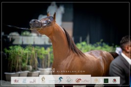 بالصور النتائج النهائية لبطولة المربين العرب الثالثة للخيل العربية