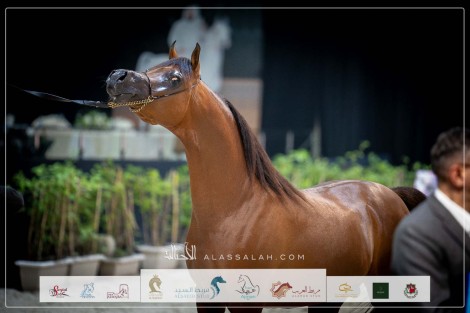 بالصور النتائج النهائية لبطولة المربين العرب الثالثة للخيل العربية