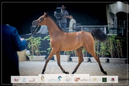 صور مقتطفة من بطولة المربين العرب الثالثة للخيل العربية