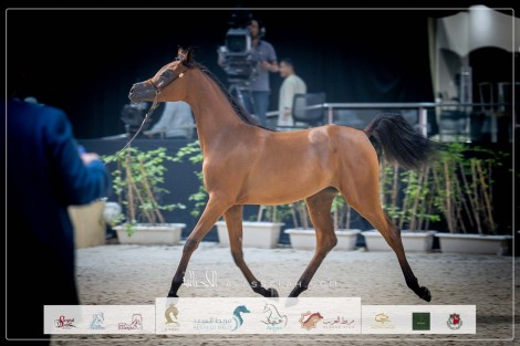 صور مقتطفة من بطولة المربين العرب الثالثة للخيل العربية