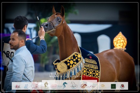 صور مقتطفة من بطولة الإمارات لمربي الخيول العربية الأصيلة 2023